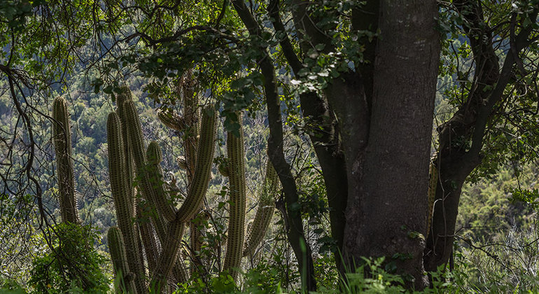 La Campana National Park Hiking Day Trip Santiago Freetour