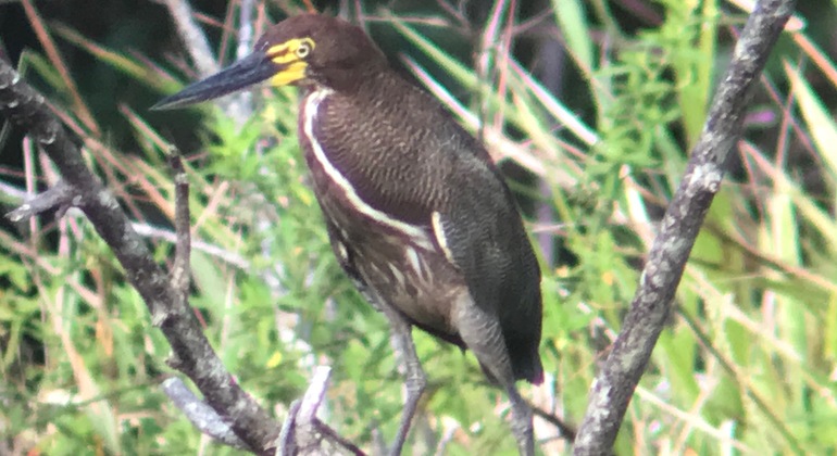 Observaci N De Aves Para Principiantes En El Parque Nacional