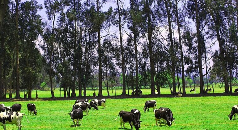 Tour Privado De Medio D A En Guatavita Desde Bogot Bogota Freetour