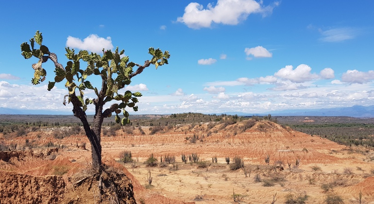 Excursión al desierto de la Tatacoa desde Bogotá Bogota FREETOUR