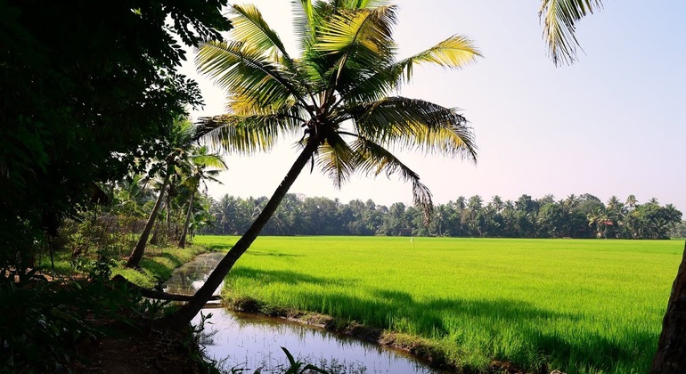 houseboat-cruise-in-the-backwaters-of-kerala-es-8