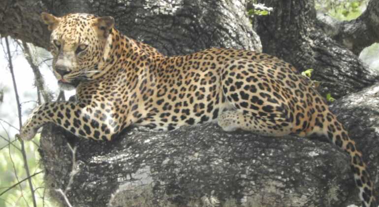 Safari Privado de Rastreo de Leopardos en el Parque Nacional de Yala