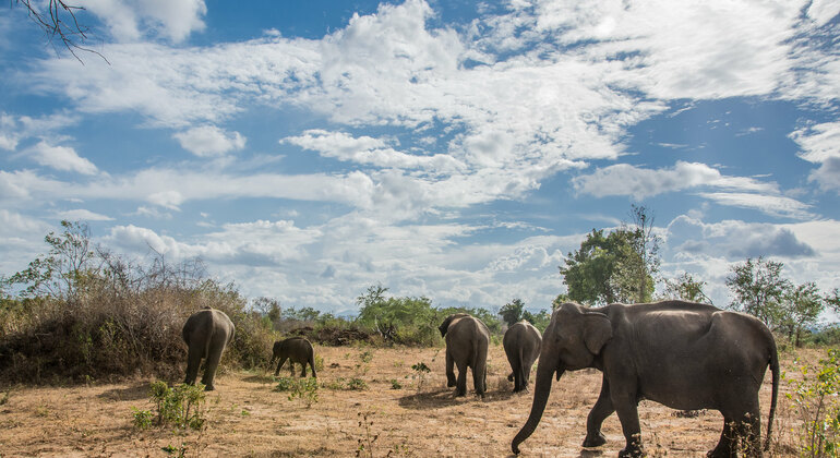 Safari Privado al Parque Nacional de Udawalawe