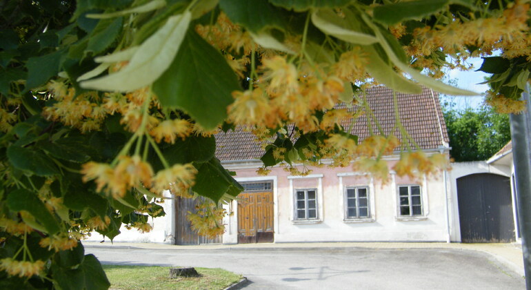 guardians-of-the-blue-rose-protected-the-heart-of-europe-en-6