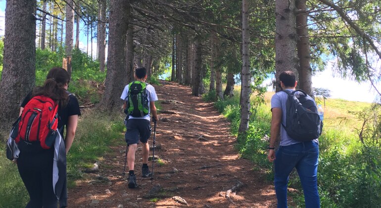 Excursión en Tren y Senderismo por Selva Negra: Triberg y Gengenbach ...