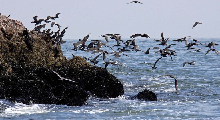 Ballestas Island from Paracas with Entrances