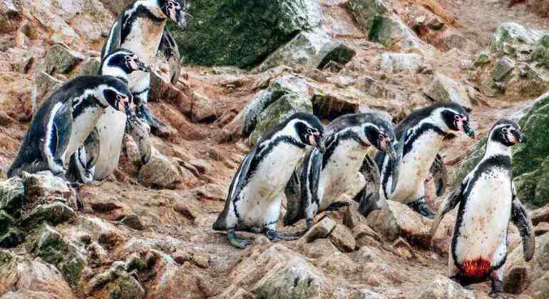 morning-tour-ballestas-island-from-paracas-en-4