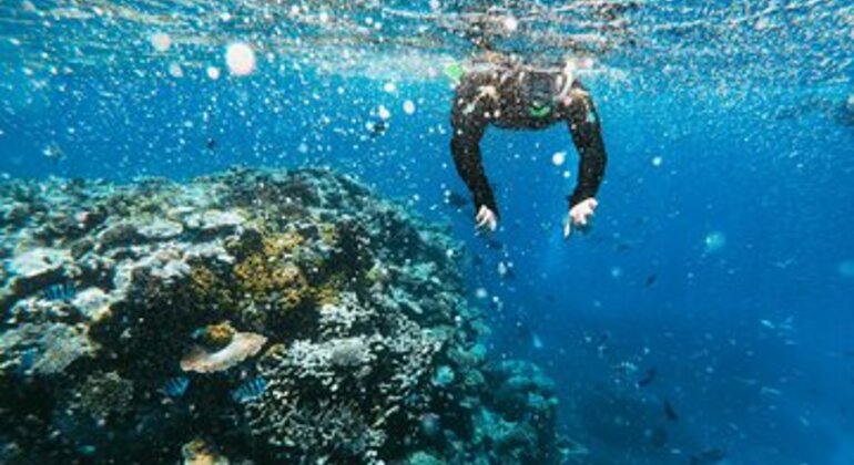 La Jolla Snorkeling Tour