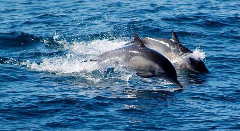 Observación de delfines Tour Privado Kalpitiya - 7 horas