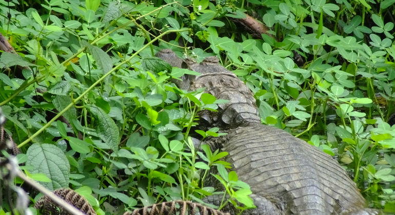 ayahusca-and-banos-de-agua-santa-es-10