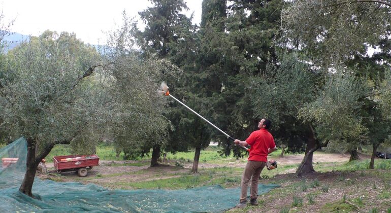 winery-tour-with-wine-tasting-at-theotoky-estate-in-corfu-en-11