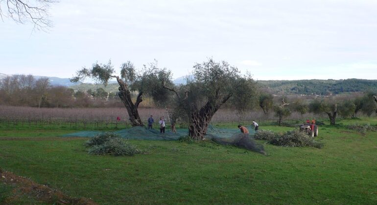 winery-tour-with-wine-tasting-at-theotoky-estate-in-corfu-en-13