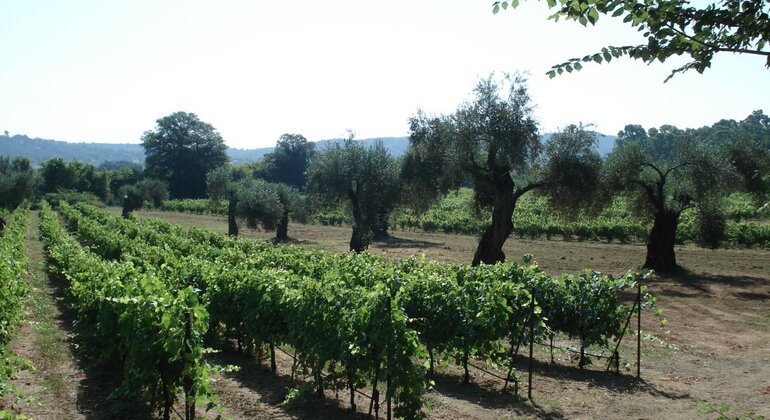 winery-tour-with-wine-tasting-at-theotoky-estate-in-corfu-en-26