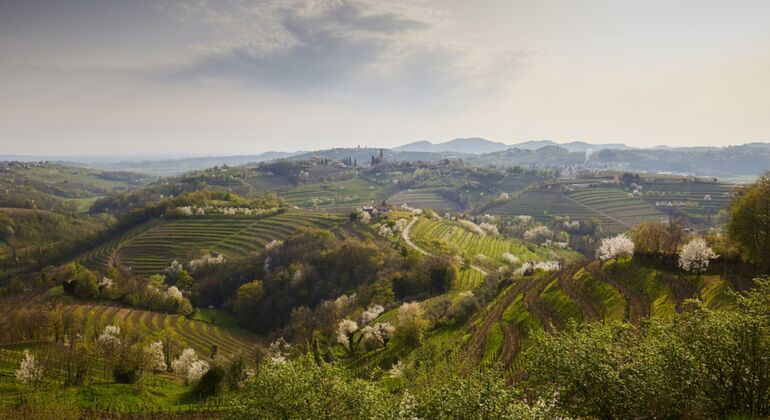 private-tour-wine-hills-of-goriska-brda-from-bled-es-2