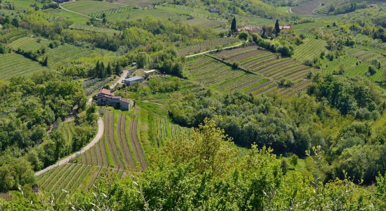 private-tour-wine-hills-of-goriska-brda-from-bled-es-3