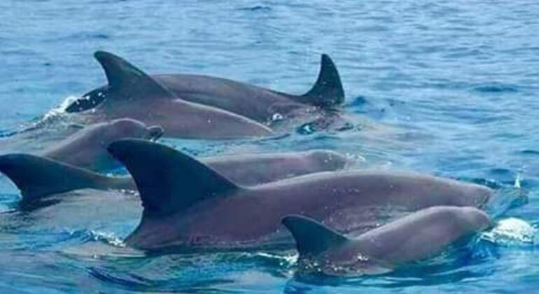 dolphin-snorkeling-mnemba-island-zanzibar-es-2