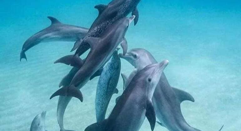 dolphin-snorkeling-mnemba-island-zanzibar-es-3