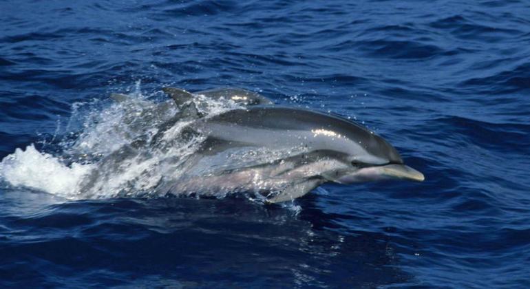 Observación de ballenas y delfines en Trincomalee