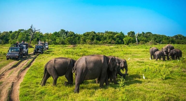 Safari en jeep por el Parque Nacional de Minneriya