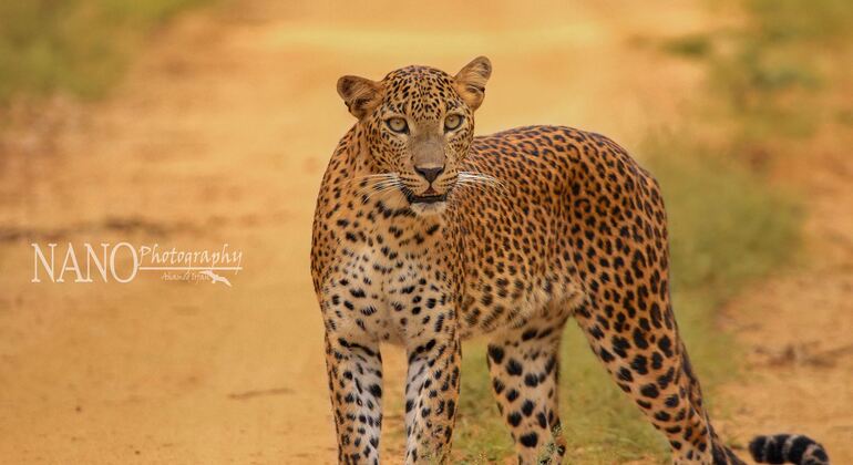 Yala National Park Private Full Day Safari Provided by Arugambay Tours 