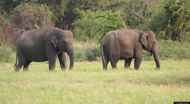 Safari en el Parque Nacional de Minneriya