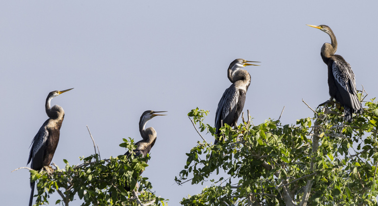 Excursión de un día - Safari por el Parque Nacional de Bundala