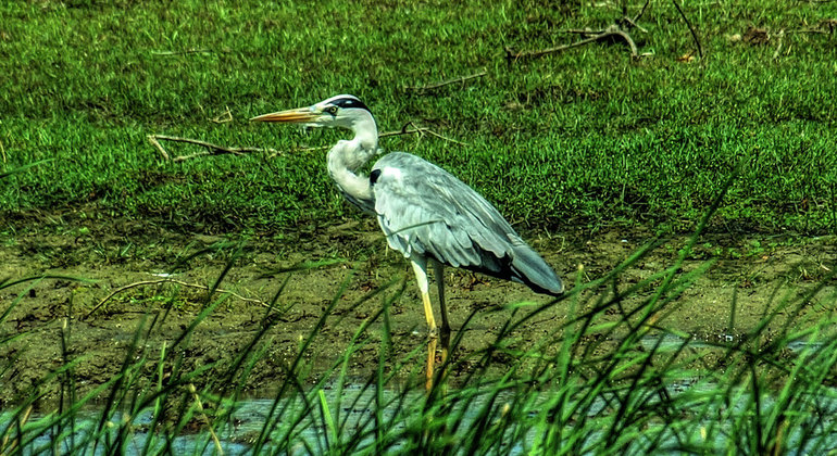 half-day-bundala-national-park-safari-es-7