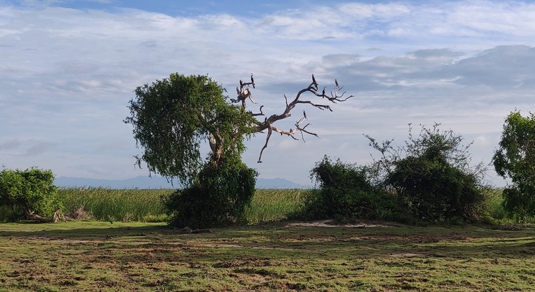 half-day-bundala-national-park-safari-es-5