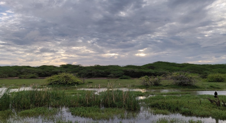 half-day-bundala-national-park-safari-es-6