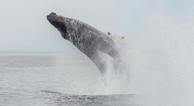 Tour de observación de ballenas en Mirissa