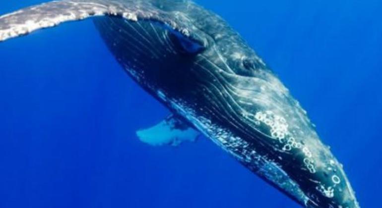 Tour de observación de ballenas en Kalpitiya