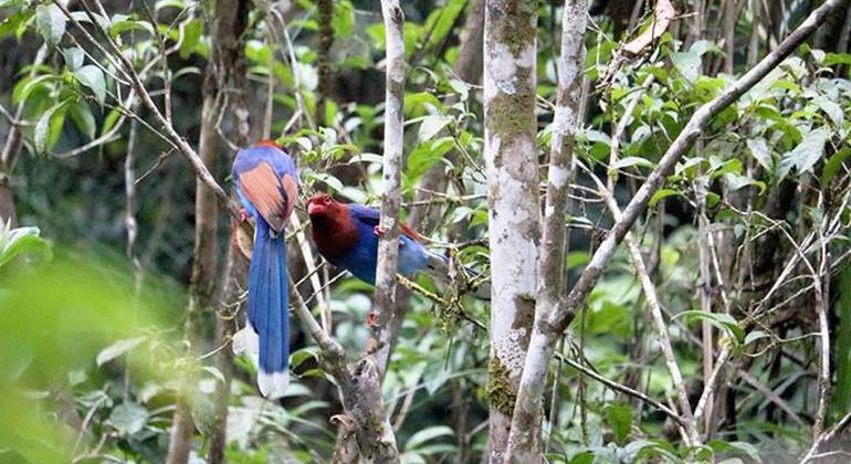 Trekking y observación de pájaros en el bosque pluvial de Sinharaja