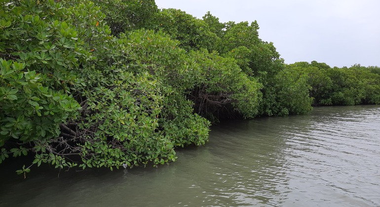 mangrove-point-kalpitiya-private-boat-h-es-5