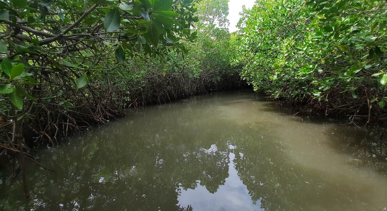 mangrove-point-kalpitiya-private-boat-h-es-6