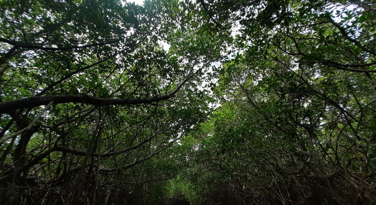 mangrove-point-kalpitiya-private-boat-h-es-7