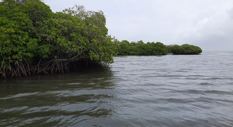 mangrove-point-kalpitiya-private-boat-h-es-8