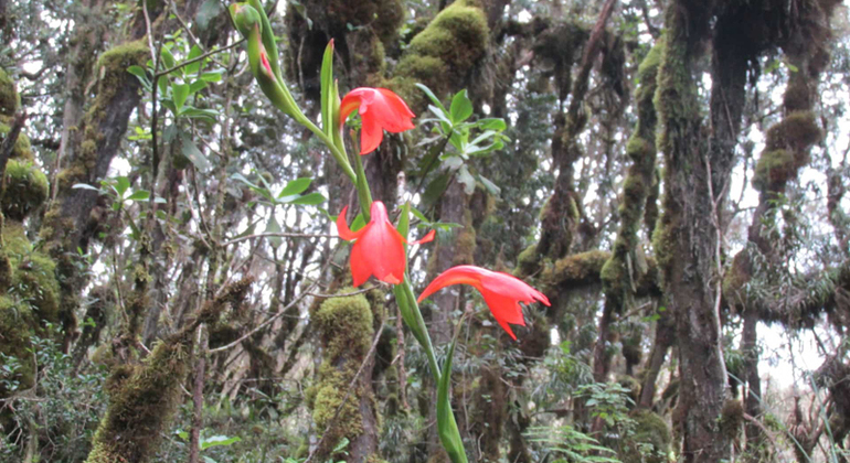 Mount Kilimanjaro Day Hike