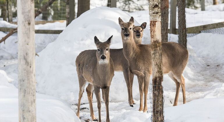 full-day-tour-to-ranua-zoo-with-pick-up-from-rovaniemi-en-8