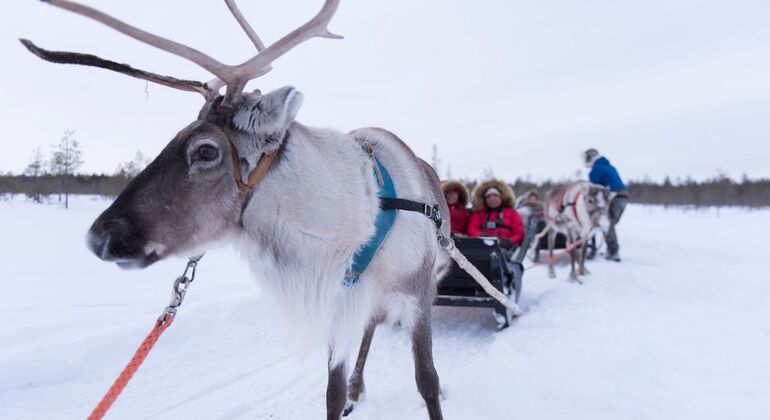 Visita a uma quinta de renas em Rovaniemi com um passeio de trenó