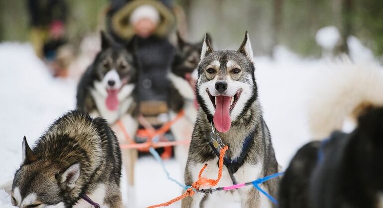 Safari de huskies com carro próprio na natureza árctica a partir de Rovaniemi