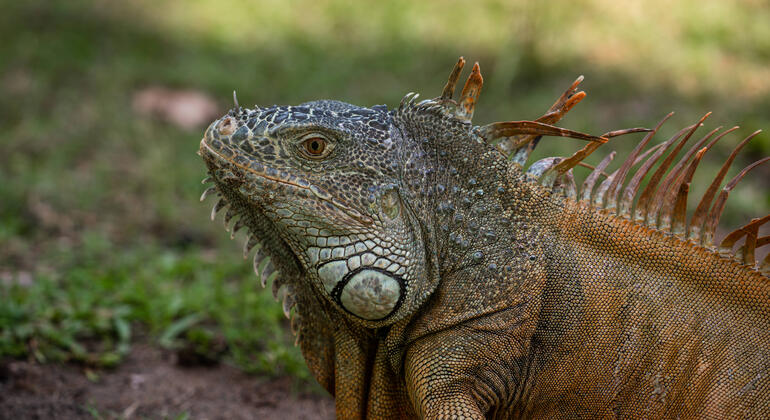 Puerto Angel Exotic Animal Wildlife Experience - La Crucecita, Mexico ...