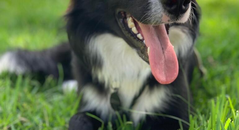 Discover Coimbra with a Border Collie