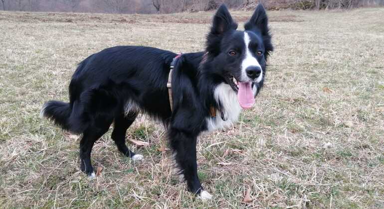 discover-coimbra-with-a-border-collie-es-3