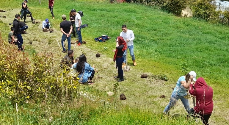 Plantação de árvores medicinais e meditação