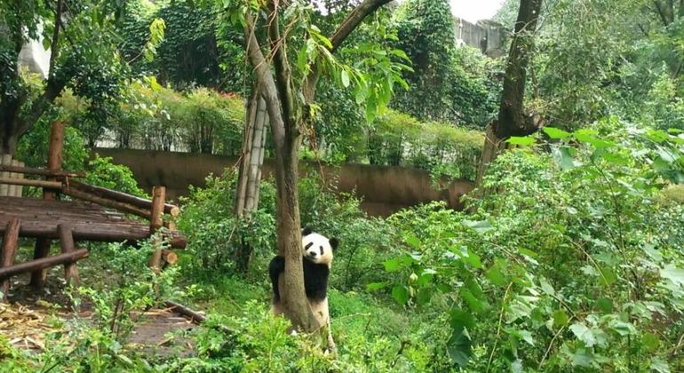 Tour Centro de investigación del Panda Gigante, Buda Gigante de Leshan