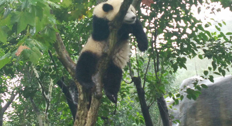 chengdu-panda-base-and-leshan-giant-buddha-tour-es-1