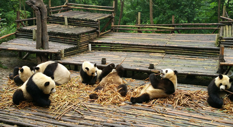 chengdu-panda-base-and-leshan-giant-buddha-tour-es-2