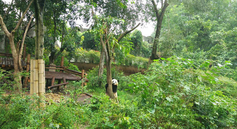 chengdu-panda-holding-experience-and-dujiangyan-irrigation-tour-en-3