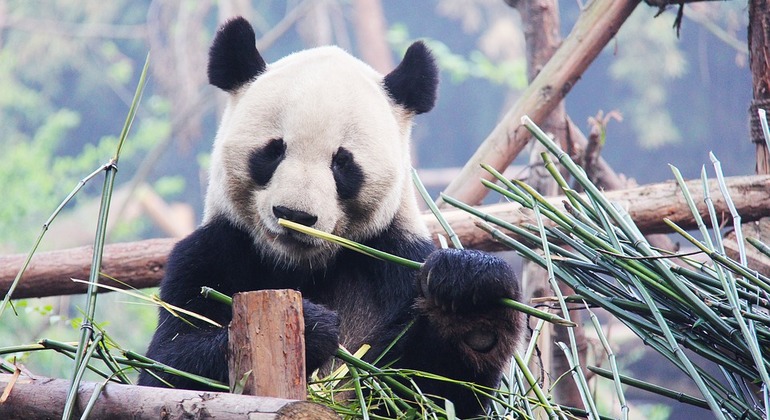 Experiencia en la Tenencia del Panda de Chengdu y Excursión al Regadío de Dujiangyan