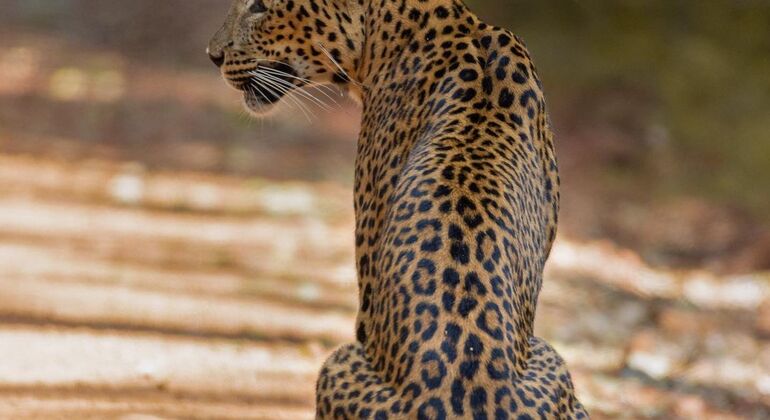 Experiencia de safari en el Parque Nacional de Wilpattu desde Negombo